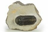 Detailed Austerops Trilobite - Nice Eye Facets #311072-3